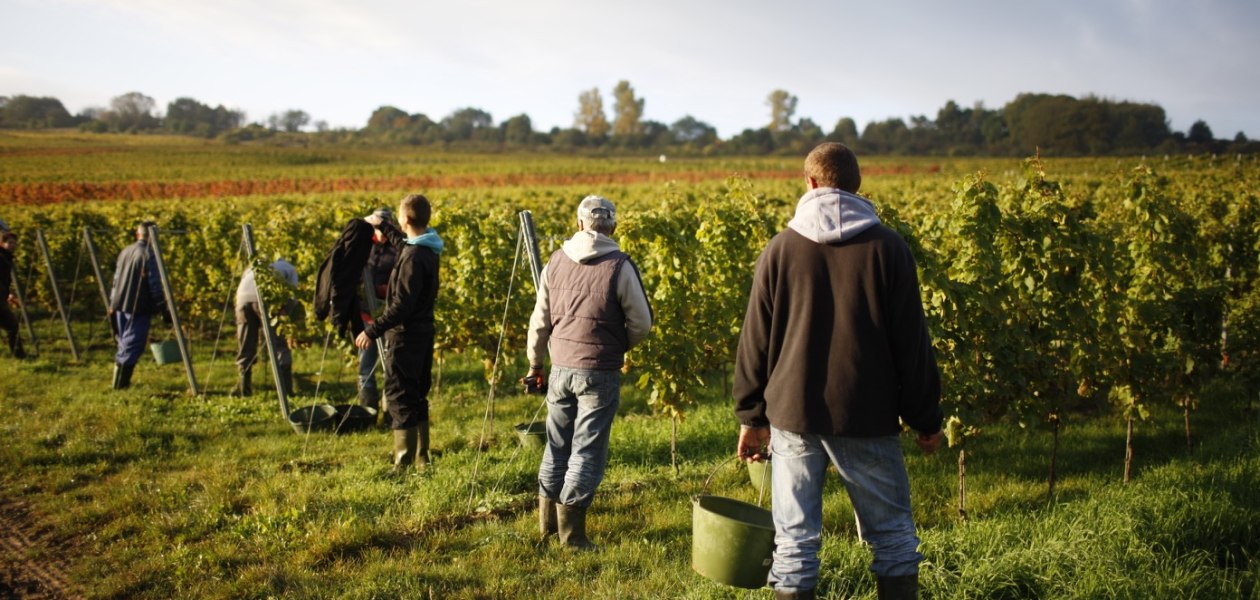 Weingut Winter_Weinlese, &copy; Weingut Winter