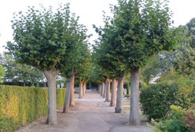 Allee mit gleichm&auml;&szlig;ig geschnittenen B&auml;umen auf beiden Seiten eines sandigen Weges