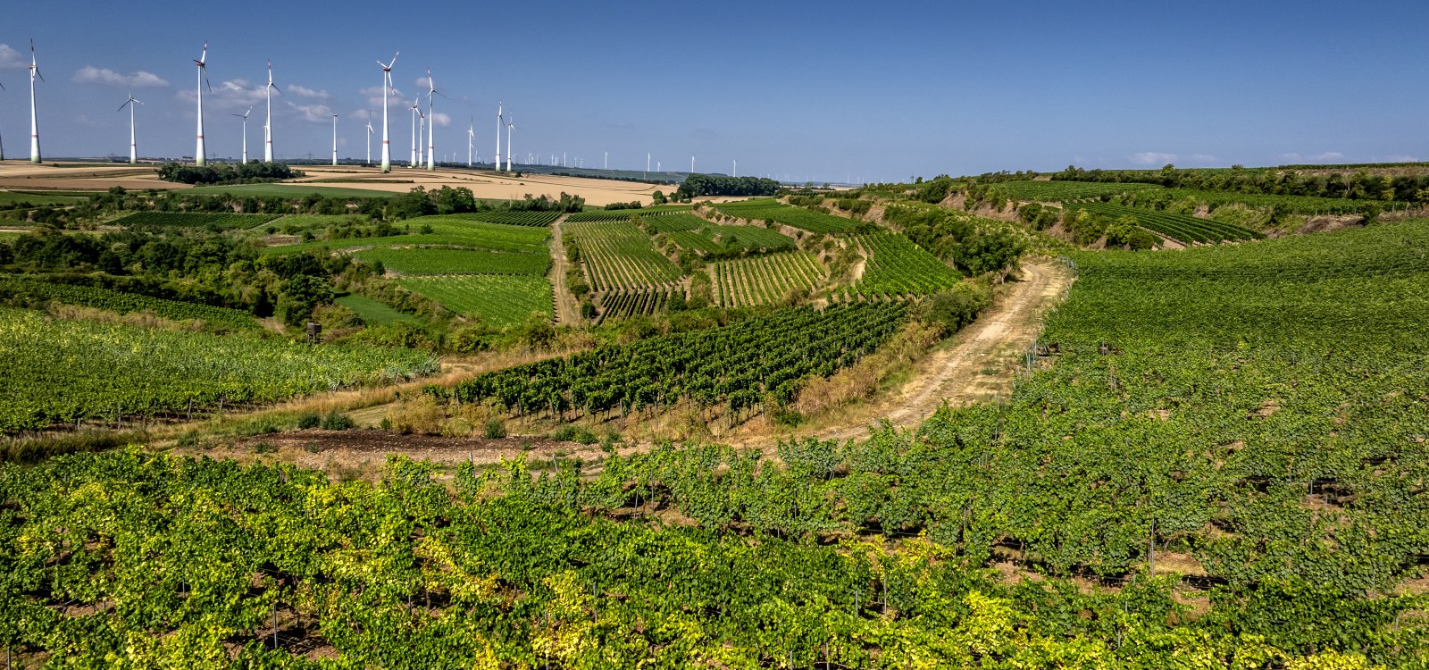 Alsheimer Römerberg, © Torsten Silz