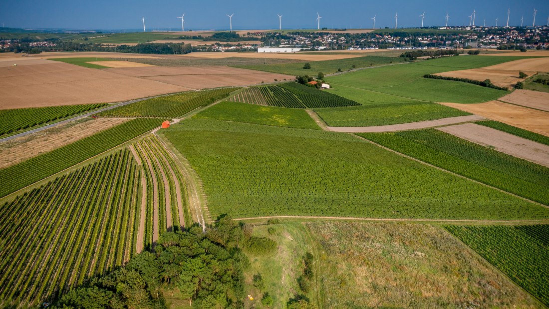 Wörrstädter Rheingrafenberg