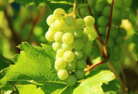 grapes-276070_1920 © free