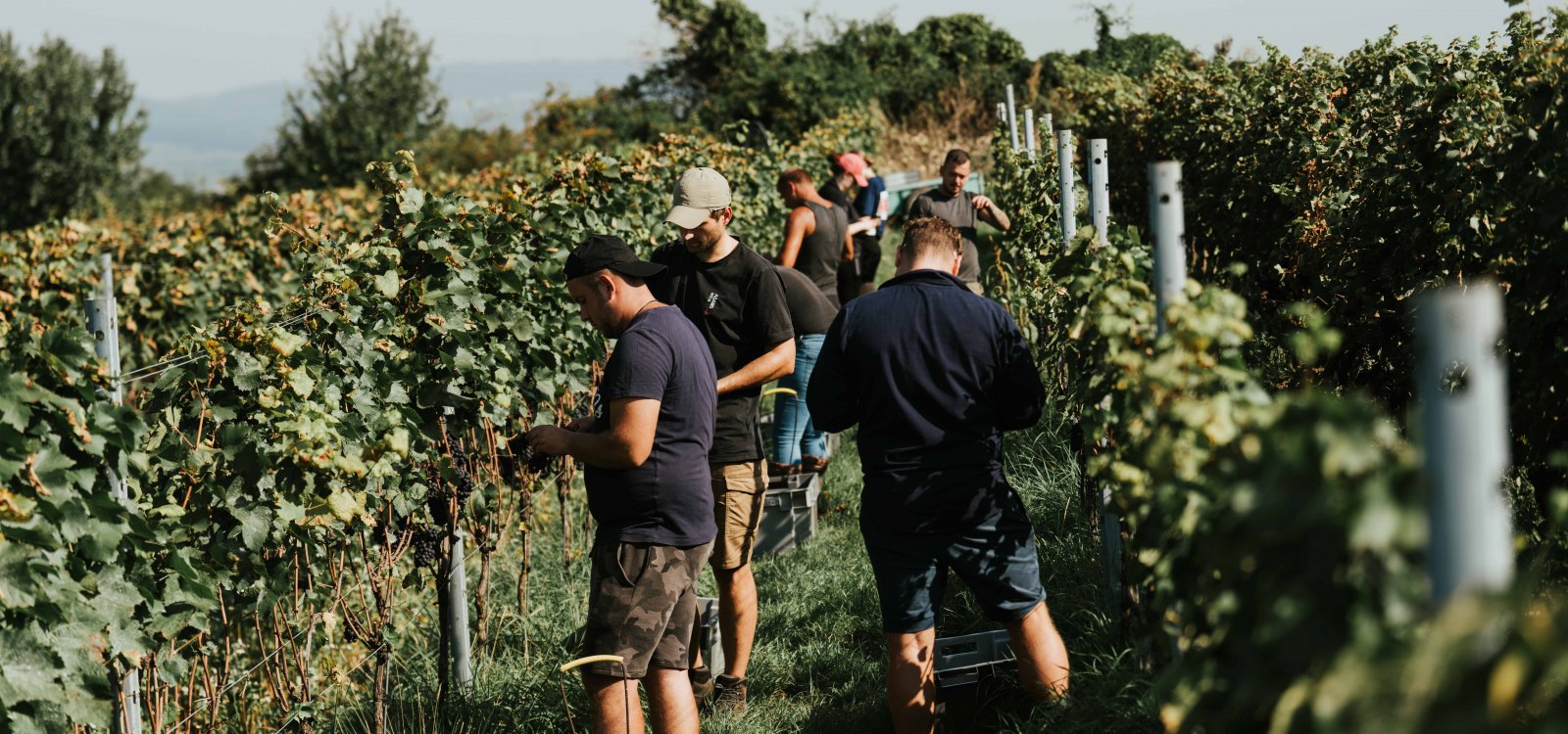 Weingut Adams_Weinlese, &copy; Weingut Adams