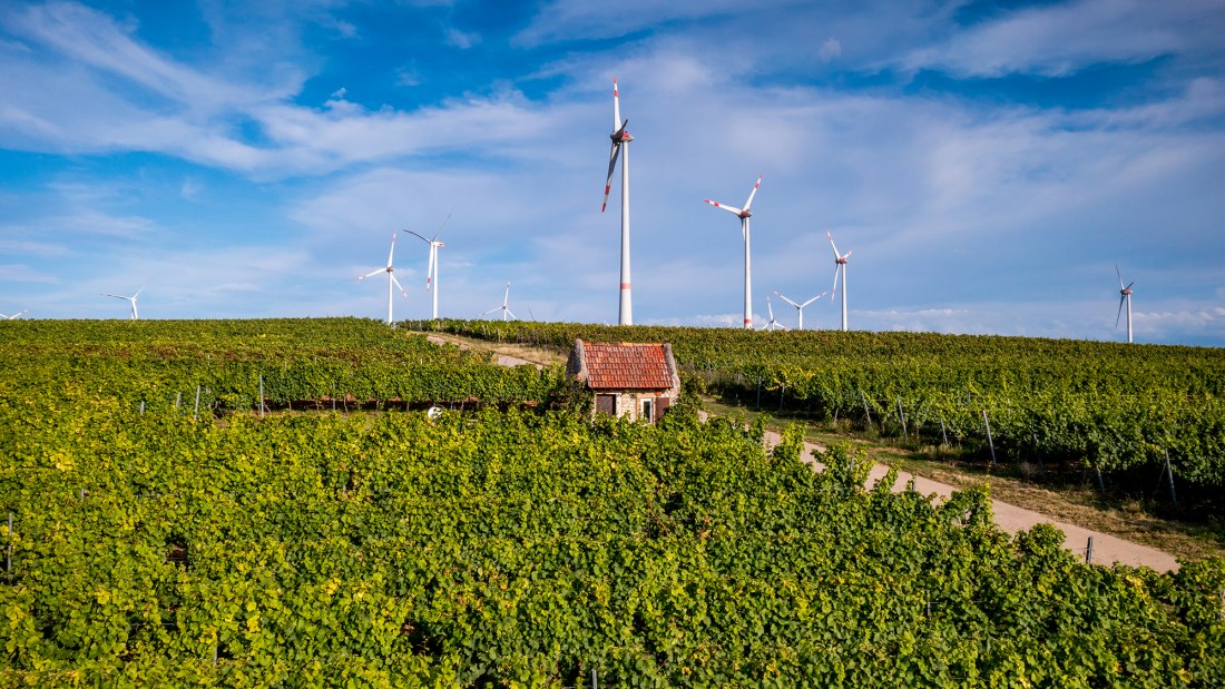 Dautenheimer Himmelacker