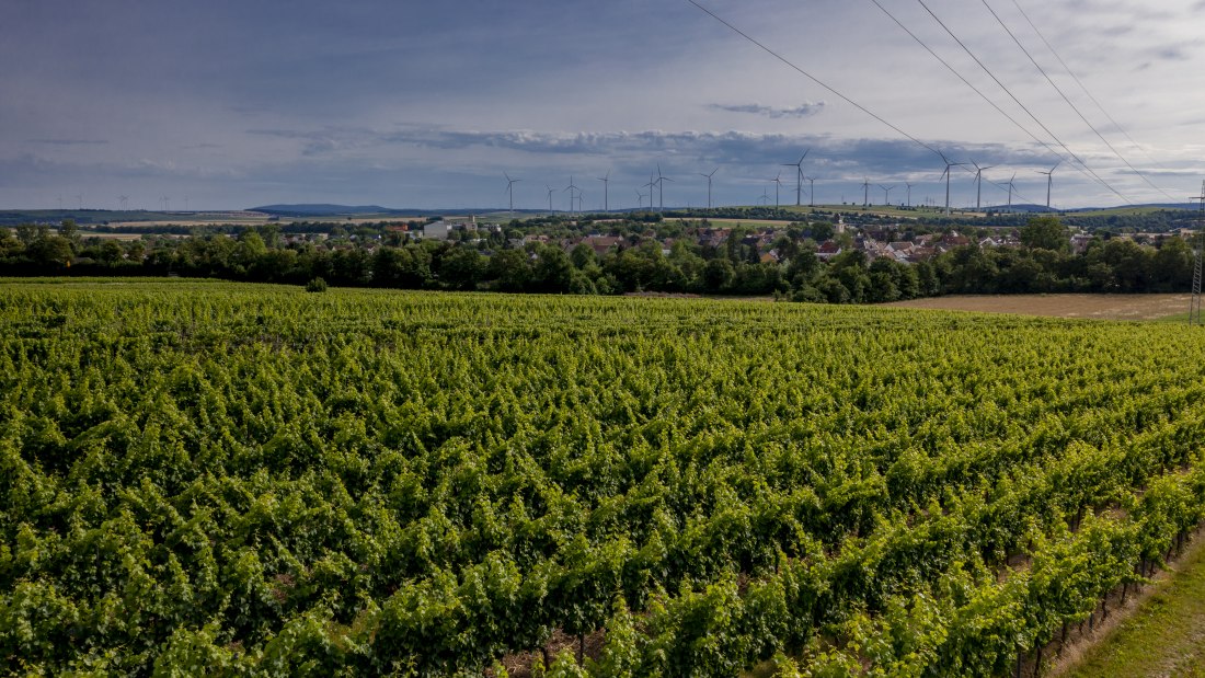Wallertheimer Vogelsang-DJI_0769, &copy; Rheinhessenwein e.V., Torsten Silz