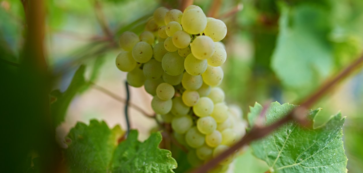 Weingut Hill_Trauben, © Weingut Friedhelm Hill