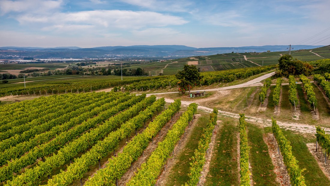 Aspisheimer Sonnenberg