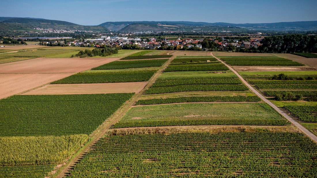 Grolsheimer Ölberg