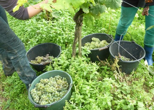 Weinlese © Weingut Brüder Dr. Becker, Ludwigshöhe