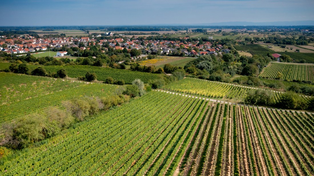 Guntersblumer Bornpfad