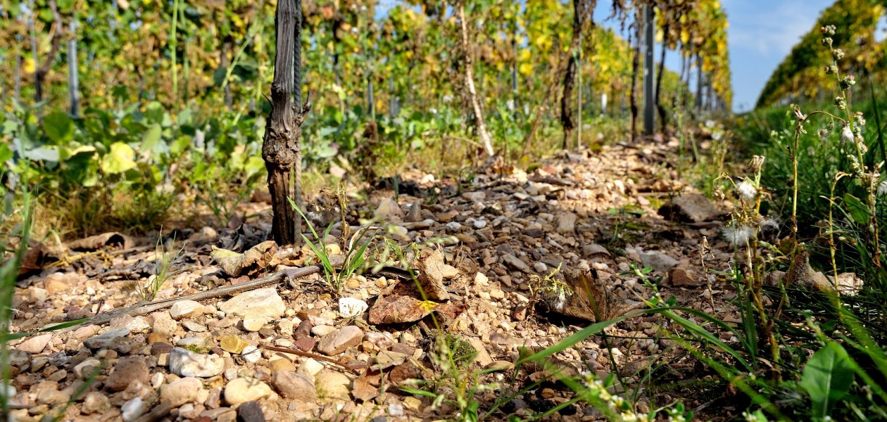 Weingut M&uuml;sel_Weinreben
