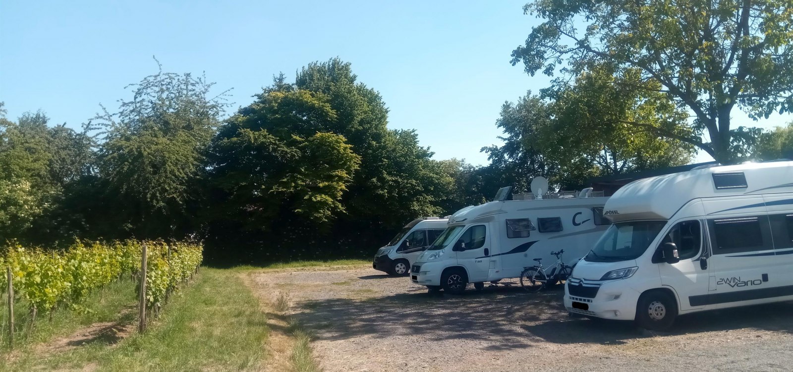 Drei Wohnmobile stehen auf einem Wohnmobilstellplatz zwischen Weinbergen und B&auml;umen
