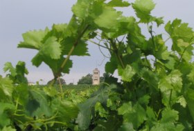 Weinreben mit gr&uuml;nen Bl&auml;ttern im Vordergrund und ein Wasserturm im Hintergrund