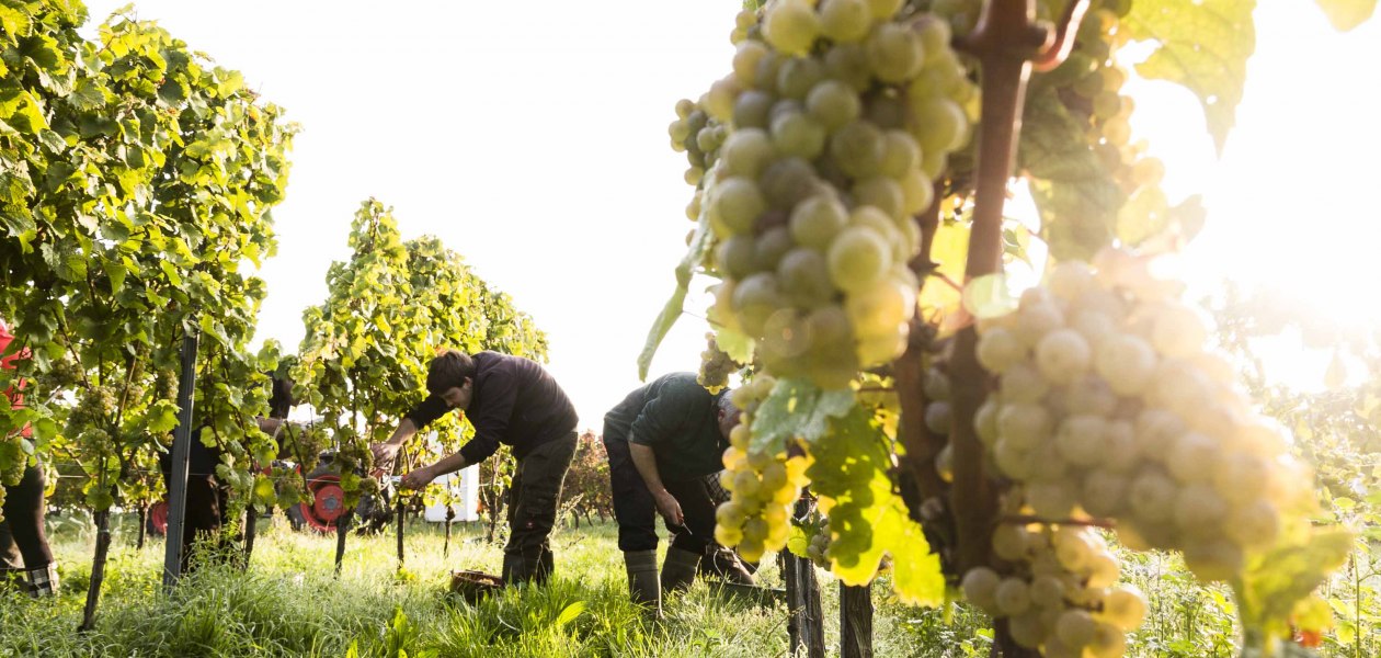 Weingut Freitag_Weinberg, &copy; Weingut Freitag