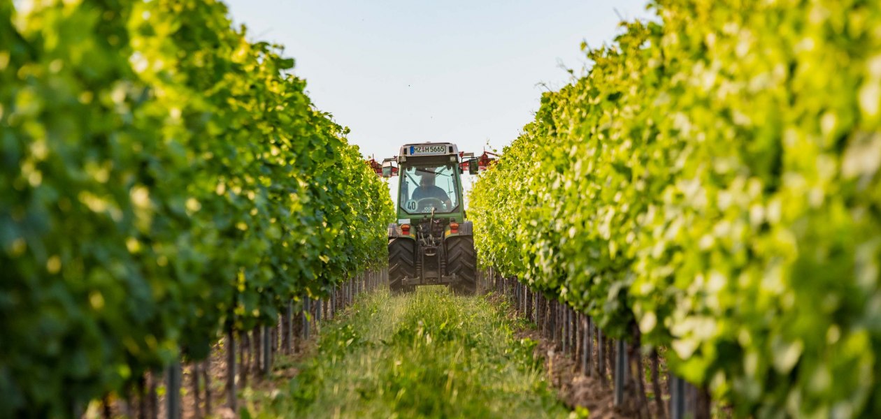 Weingut Hammen_Traktor, © Weingut Hammen