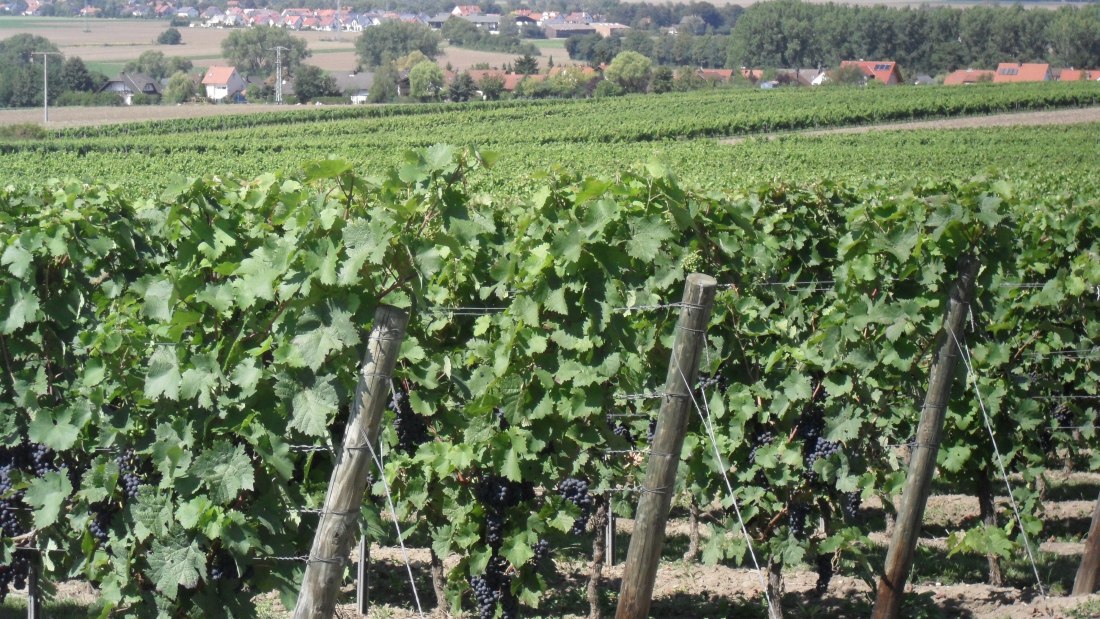 Weingut Bernhard_Weinberge, &copy; Weingut Bernhard