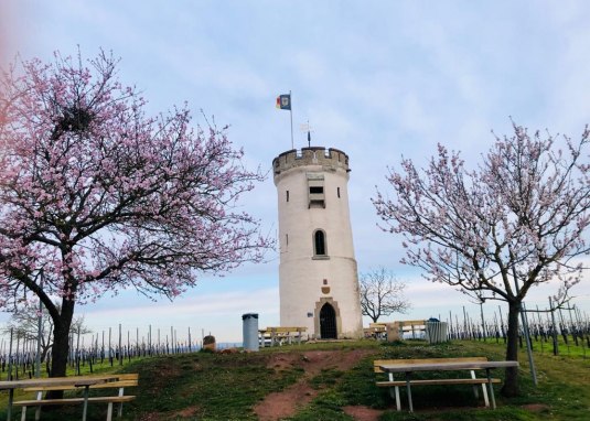 Wartturm Nierstein © TSC Rhein-Selz