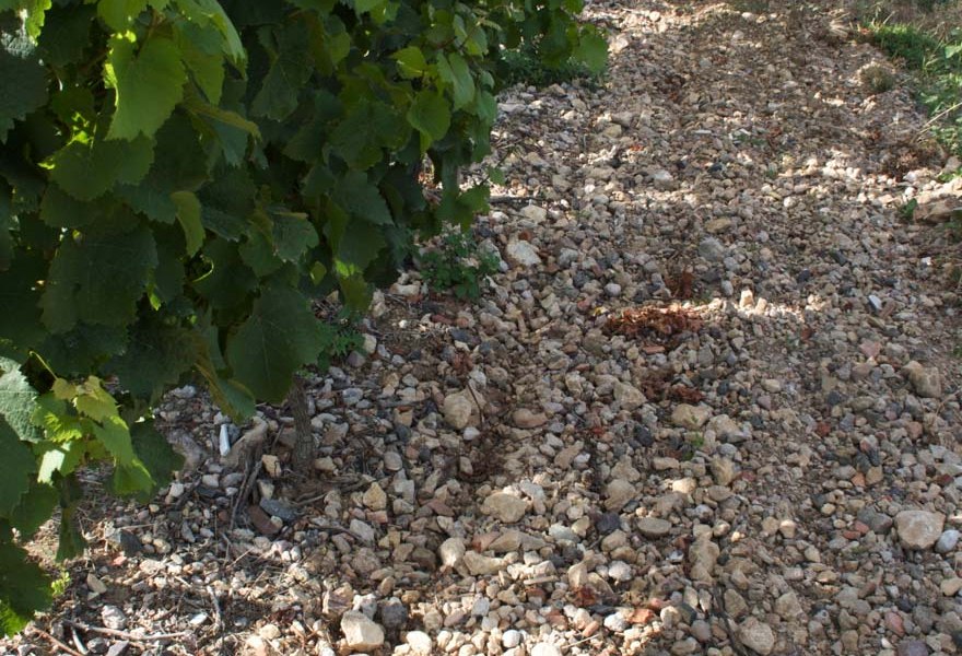 Spanier-Gillot_Kalk, &copy; Weingut Carolin Spanier-Gillot & H.O. Spanier