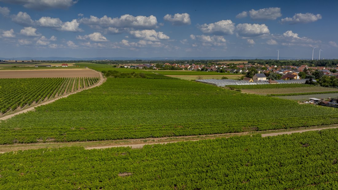 Heppenheimer Schneckenberg, © Torsten Silz