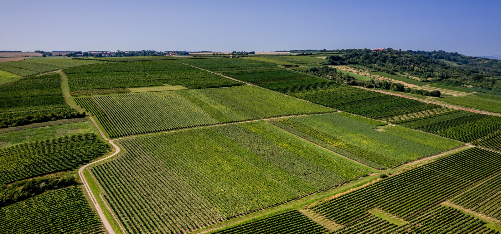 Gau-Algesheimer Johannisberg