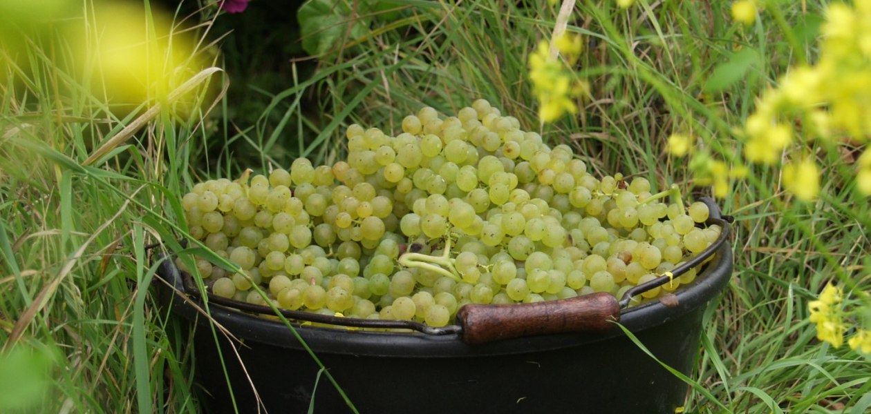 Weingut Br&uuml;hler Hof_Lese, &copy; Weingut Br&uuml;hler Hof