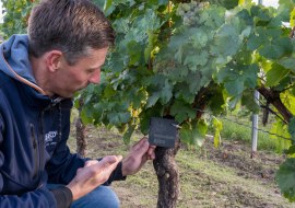 Rebstock-Paten, © Weingut Jürgen Bernhard