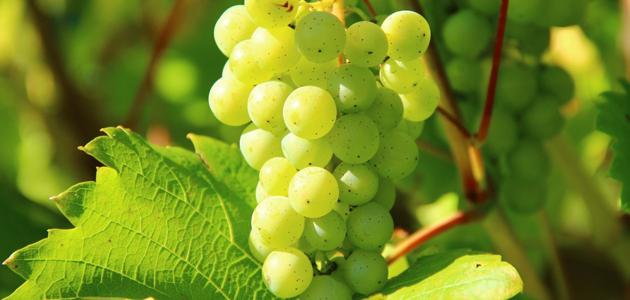 grapes-276070_1920, &copy; free