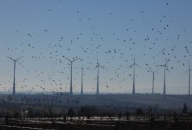 Wintersheim, Vogelflug © TSC Rhein-Selz