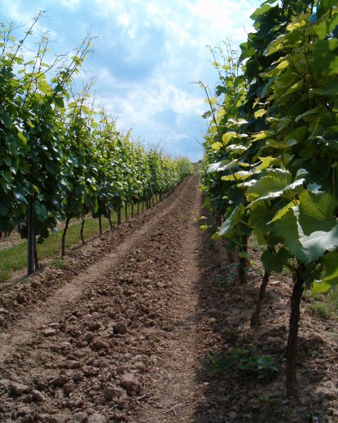 Weingut Thomas-R&uuml;b_Reben, &copy; Weingut Thomas-R&uuml;b
