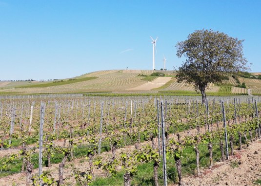 WeinWANDERN im Selztal &copy; Ute Feldmann