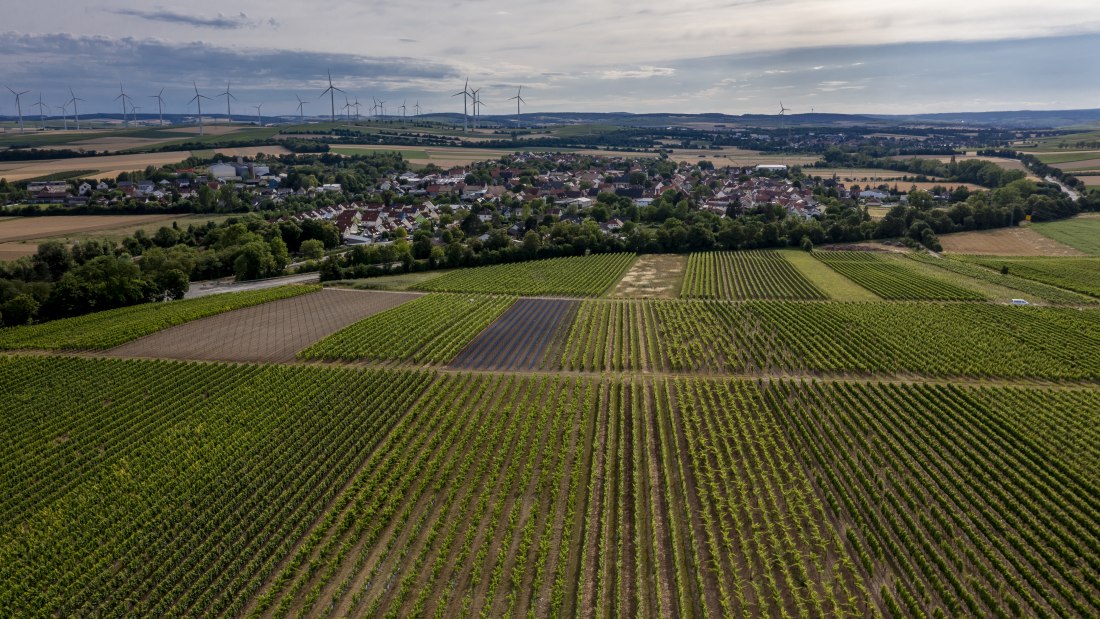 Wallertheimer Vogelsang-DJI_0757, &copy; Rheinhessenwein e.V., Torsten Silz