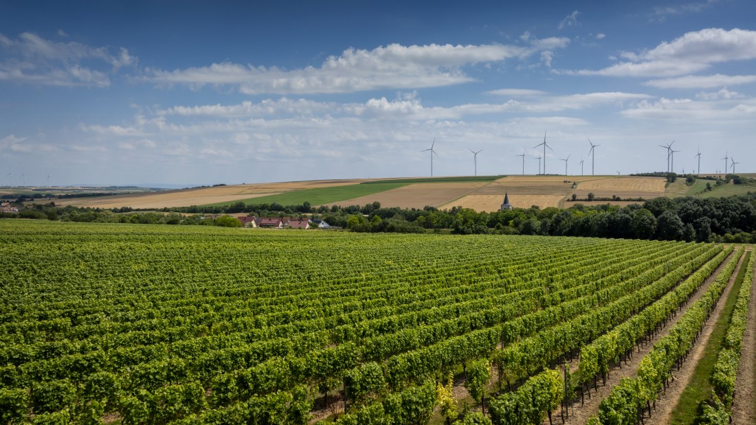 Freimersheimer Frankenstein, &copy; Rheinhessenwein e.V., Torsten Silz