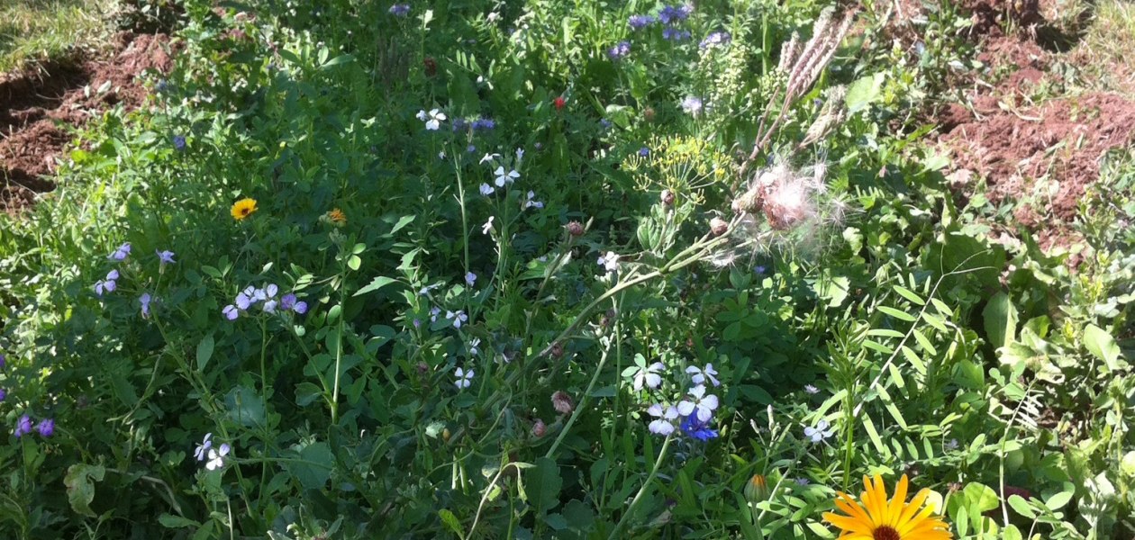 Weingut Steinm&uuml;hle_Weinberg, &copy; Weingut Steinm&uuml;hle