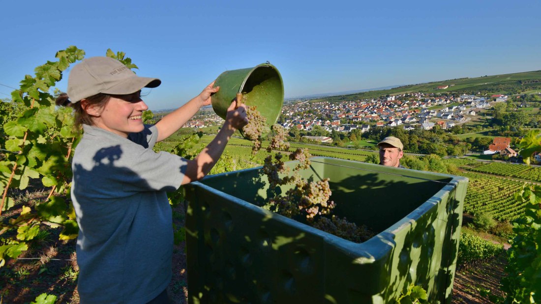 Weingut Fritz Ekkehard Huff_Winzer, &copy; Weingut Fritz Ekkehard Huff