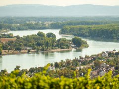 Fluss mit bewaldeten Ufern und Häusern in einer ländlichen Gegend, im Vordergrund grüne Weinreben
