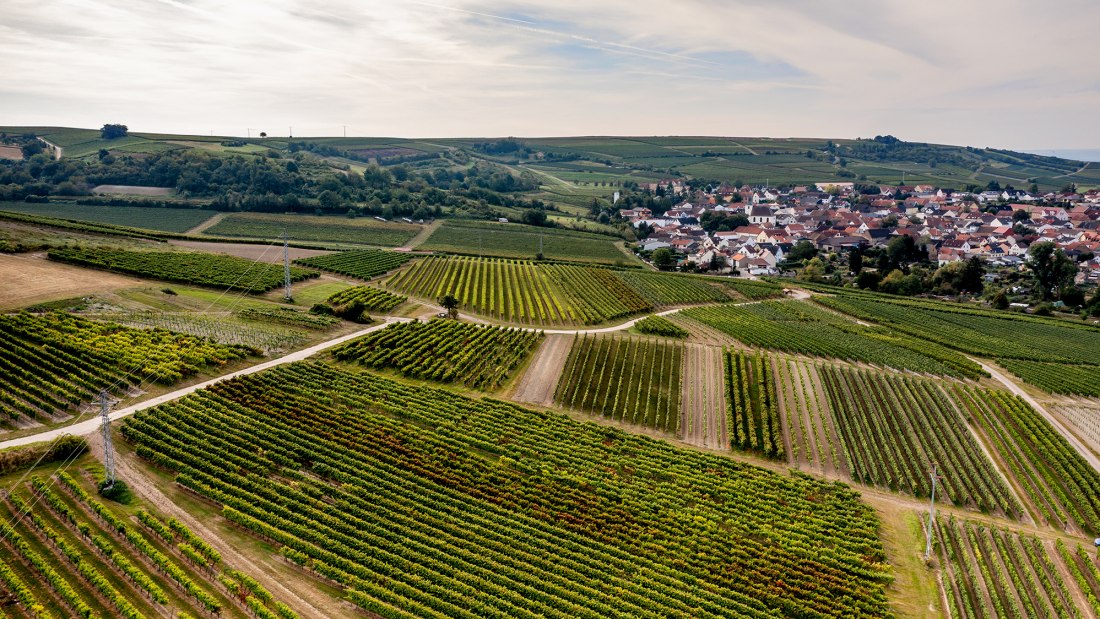 Aspisheimer Sonnenberg