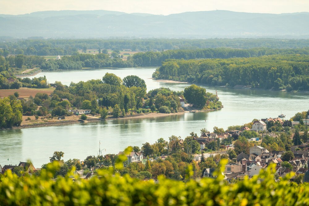 Fluss mit bewaldeten Ufern und Häusern in einer ländlichen Gegend, im Vordergrund grüne Weinreben