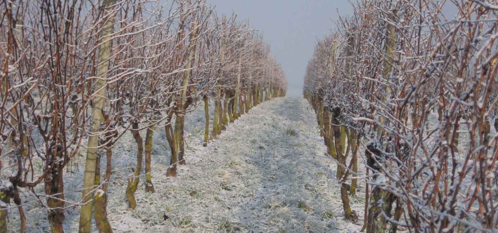 Weingut Wagner_Eeinberge-im-Schnee, &copy; Weingut Wagner