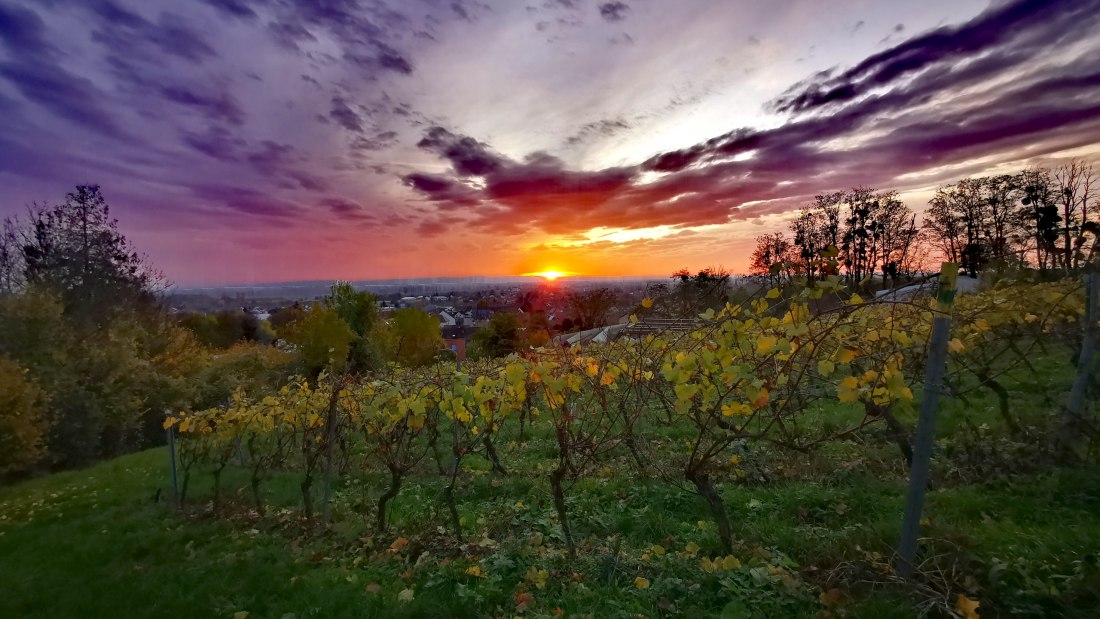 Weingut Rheinterrassenhof_Weinrebe, &copy; Weingut Rheinterrassenhof