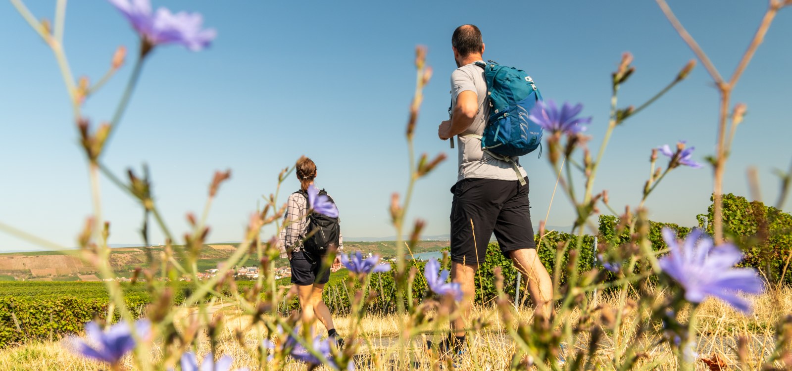 Zwei Wanderer mit Rucksäcken laufen auf einem Feldweg durch Weinberge, umgeben von blühenden Wildblumen unter klarem Himmel