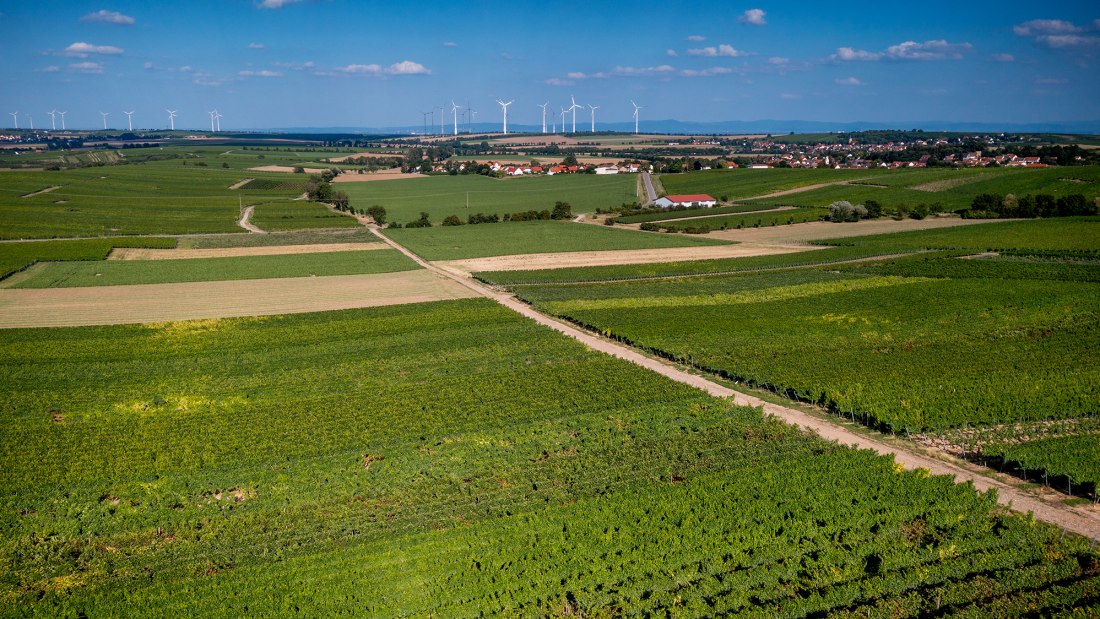 Dittelsheimer Leckerberg