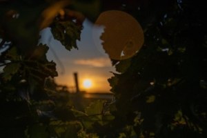 D&auml;mmerSchobbe_Weingut J&uuml;rgen Bernhard, &copy; Weingut J&uuml;rgen Bernhard