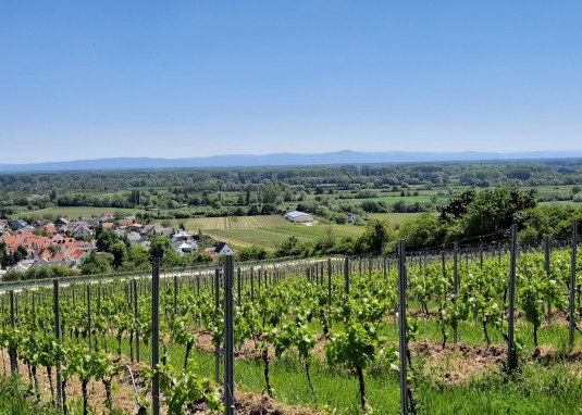 Aussicht Falkenberghütte Dienheim © TSC Rhein-Selz