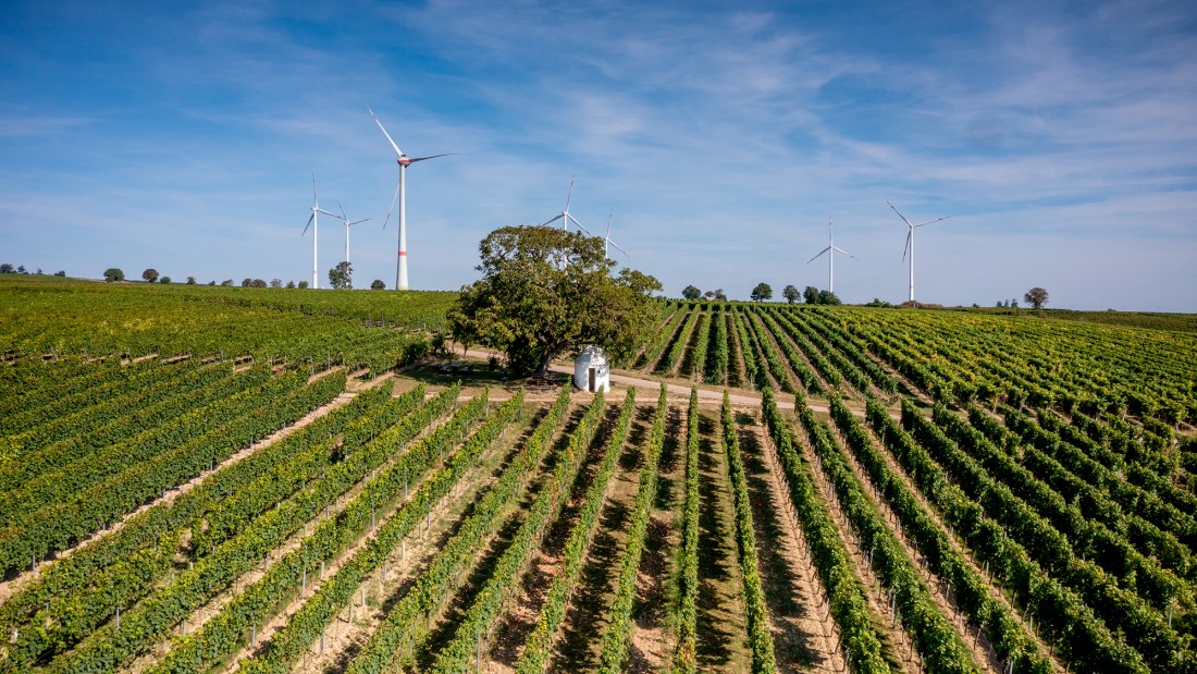 Dalsheimer B&uuml;rgel