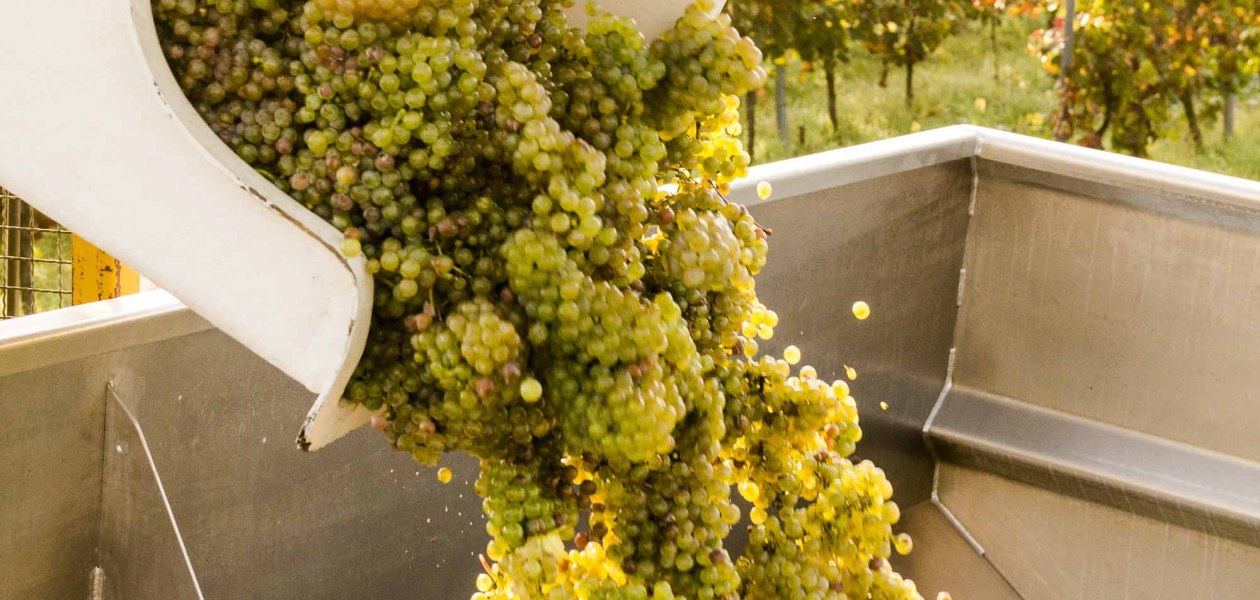 Weingut Freitag_Trauben, &copy; Weingut Freitag