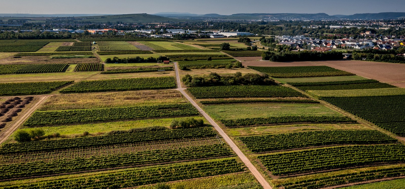 Grolsheimer &Ouml;lberg