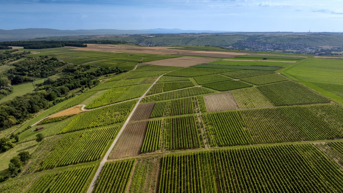 Nieder-Hilbersheimer Steinacker, &copy; Torsten Silz