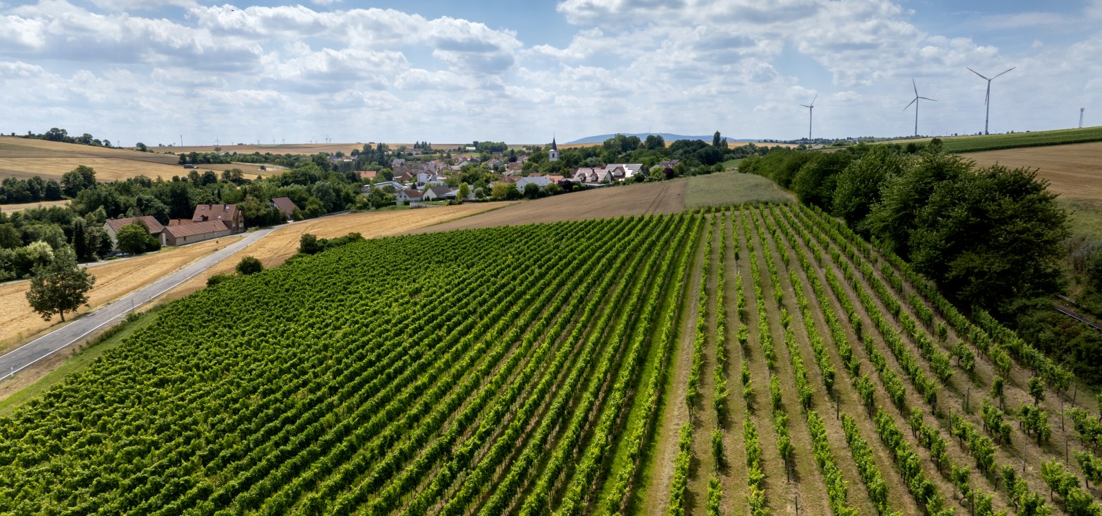 Freimersheimer Frankenstein, &copy; Rheinhessenwein e.V., Torsten Silz