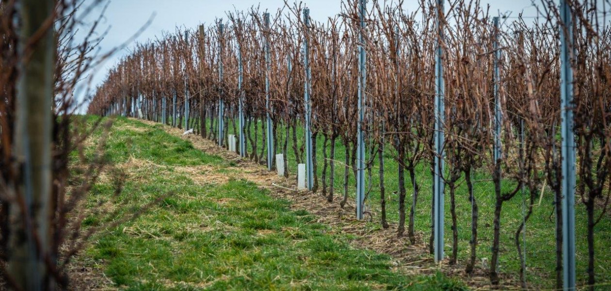 Weingut Georg Mahn_Weinberg, &copy; Weingut Georg Mahn