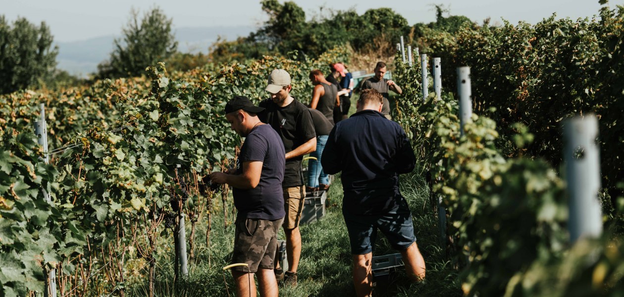 Weingut Adams_Weinlese, &copy; Weingut Adams