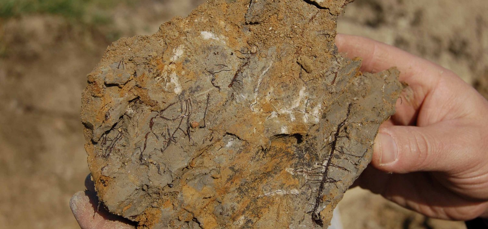 Tonmergel Pelosol, &copy; Landesamt f&uuml;r Geologie und Bergbau Rheinland-Pfalz
